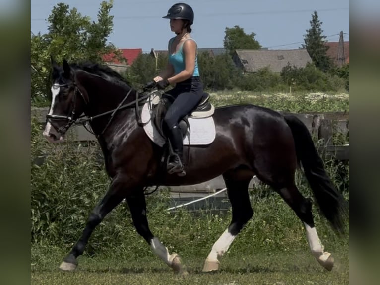 Schlesier Ruin 6 Jaar 165 cm Zwartbruin in Westerstede
