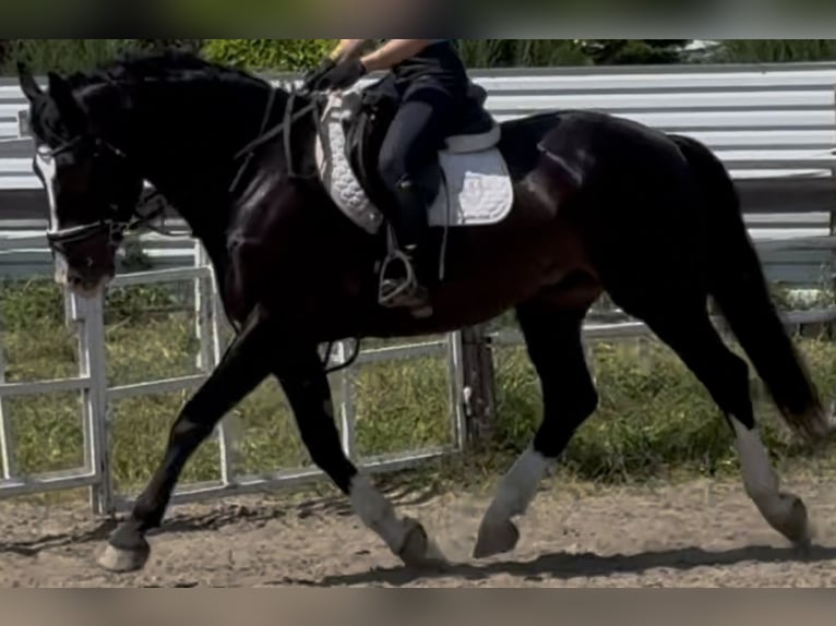 Schlesier Ruin 6 Jaar 165 cm Zwartbruin in Westerstede