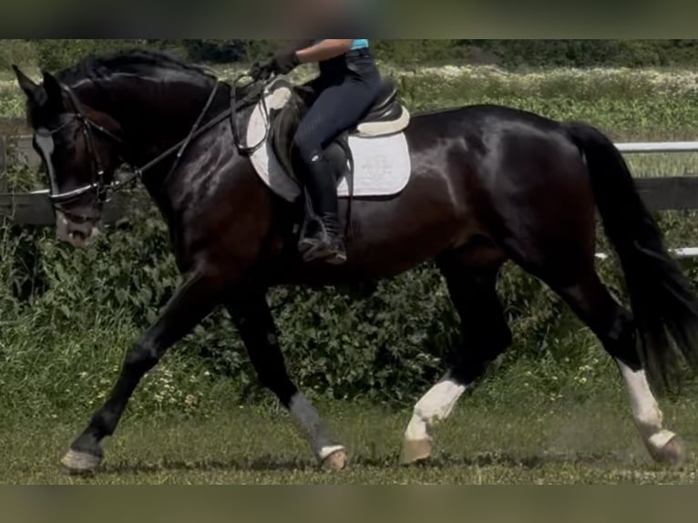 Schlesier Ruin 6 Jaar 165 cm Zwartbruin in Westerstede