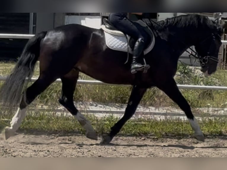 Schlesier Ruin 6 Jaar 165 cm Zwartbruin in Westerstede