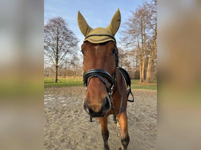 Schlesier Ruin 6 Jaar 167 cm Bruin in Diepholz