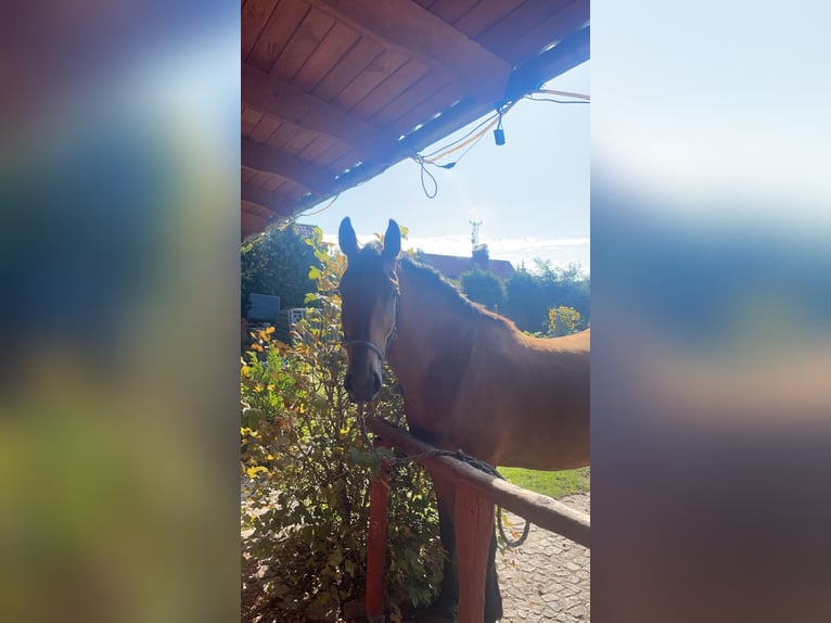 Schlesier Ruin 6 Jaar 175 cm Roodbruin in Nowa Sól