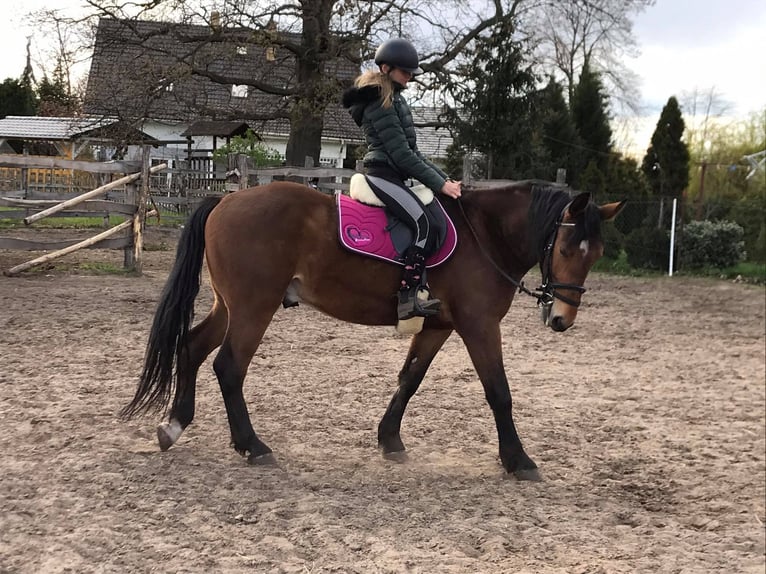 Schlesier Ruin 6 Jaar 175 cm Roodbruin in Nowa Sól