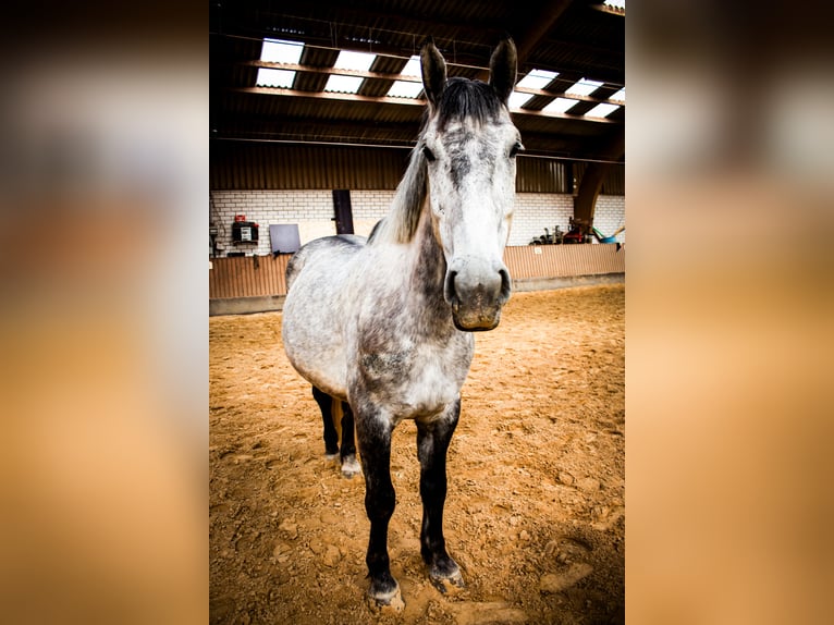Schlesier Ruin 7 Jaar 164 cm Schimmel in Mechernich