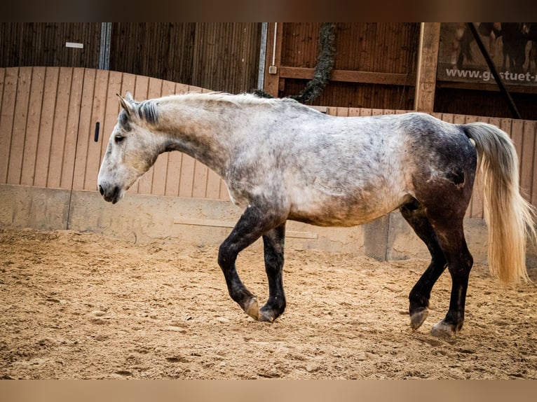 Schlesier Ruin 7 Jaar 164 cm Schimmel in Mechernich