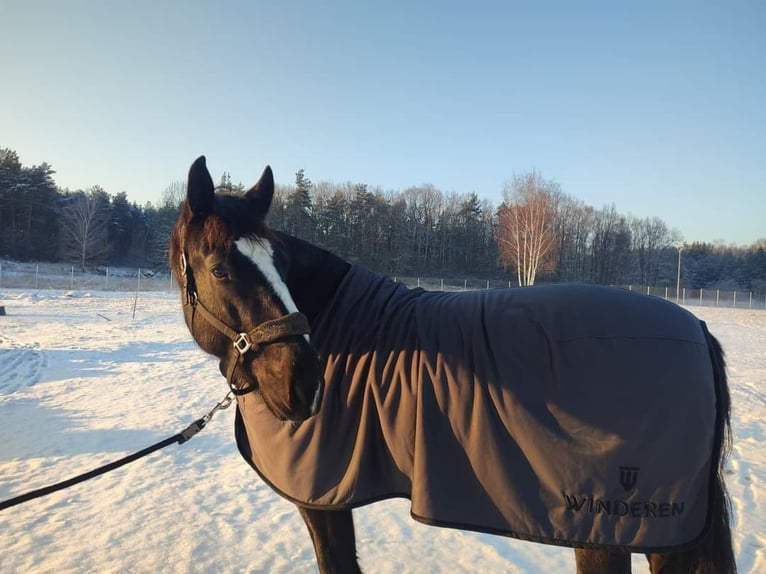 Schlesier Ruin 7 Jaar 174 cm Zwart in Łajski