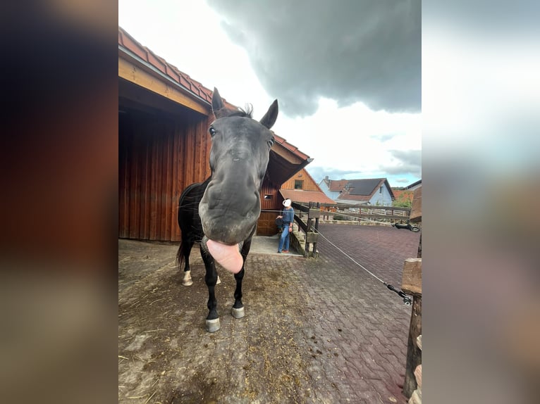 Schlesier Ruin 8 Jaar 162 cm Zwart in Michelstadt
