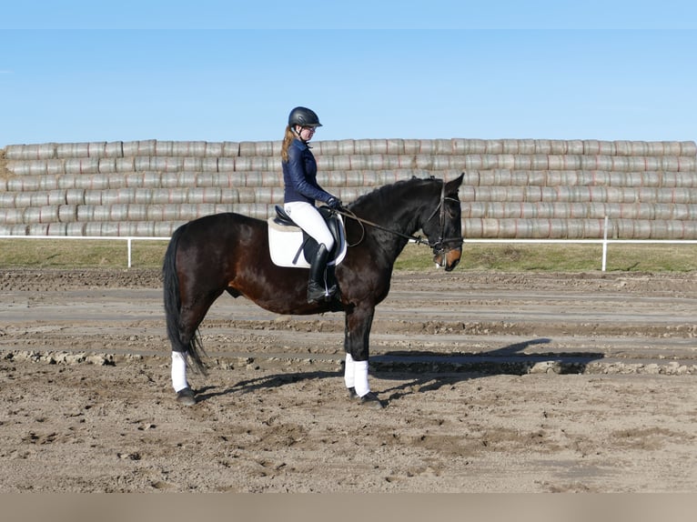Schlesier Ruin 8 Jaar 165 cm  in Ganschow