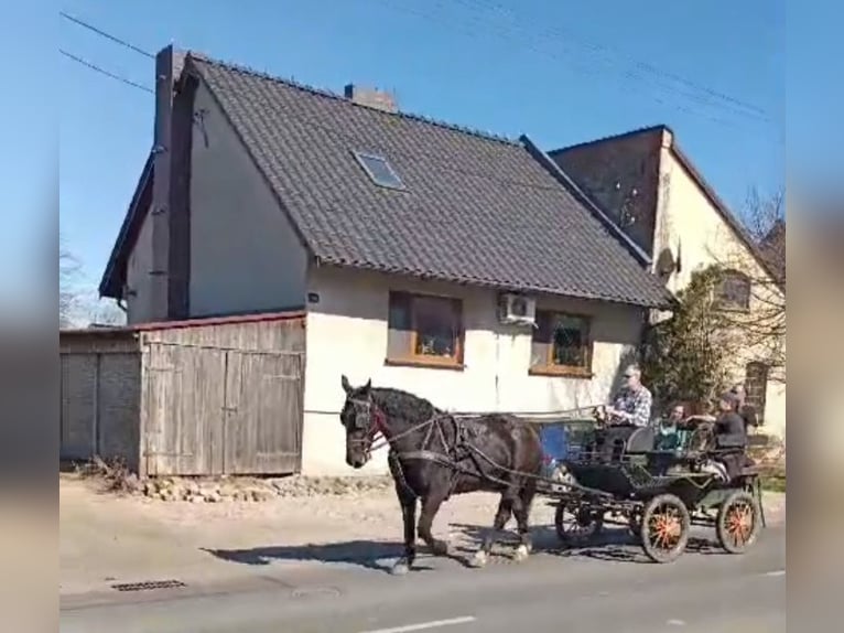 Schlesier Ruin 8 Jaar 165 cm Zwart in Bukowiec Górny