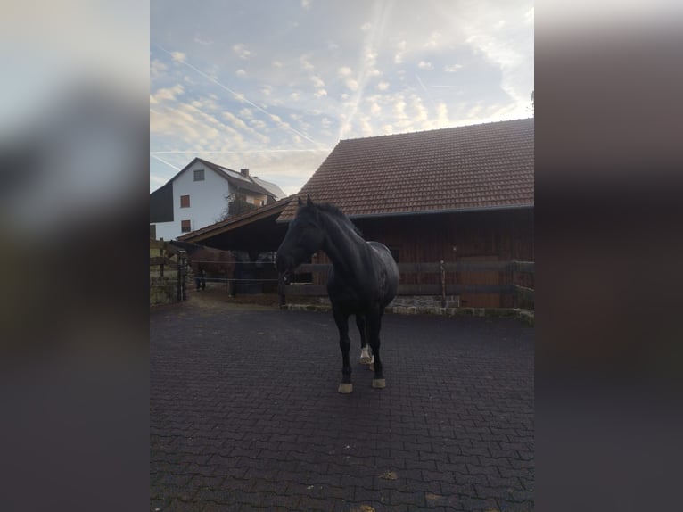 Schlesier Ruin 8 Jaar 167 cm Zwart in Michelstadt