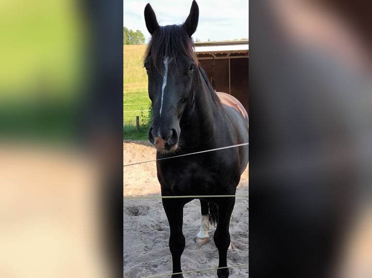 Schlesier Ruin 8 Jaar 167 cm Zwartbruin in Crailsheim