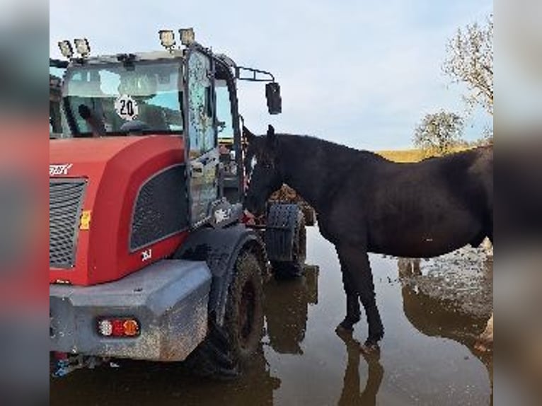 Schlesier Ruin 8 Jaar 167 cm Zwartbruin in Crailsheim