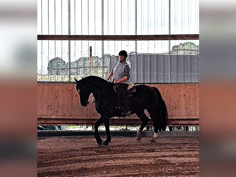 Schlesier Ruin 8 Jaar 167 cm Zwartbruin in Crailsheim