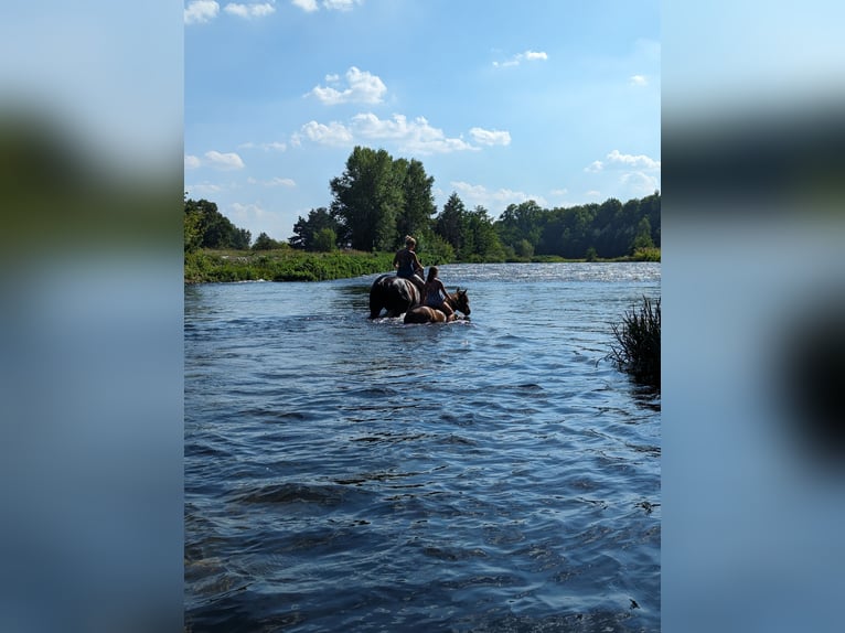 Schlesier Ruin 9 Jaar 180 cm Bruin in Cottbus
