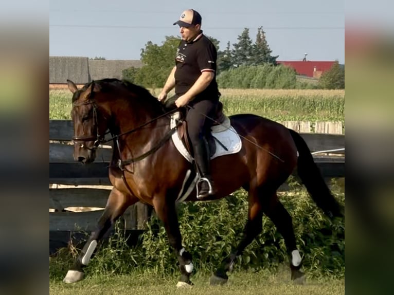 Schlesier Stute 10 Jahre 163 cm Brauner in L&#xF6;hnberg