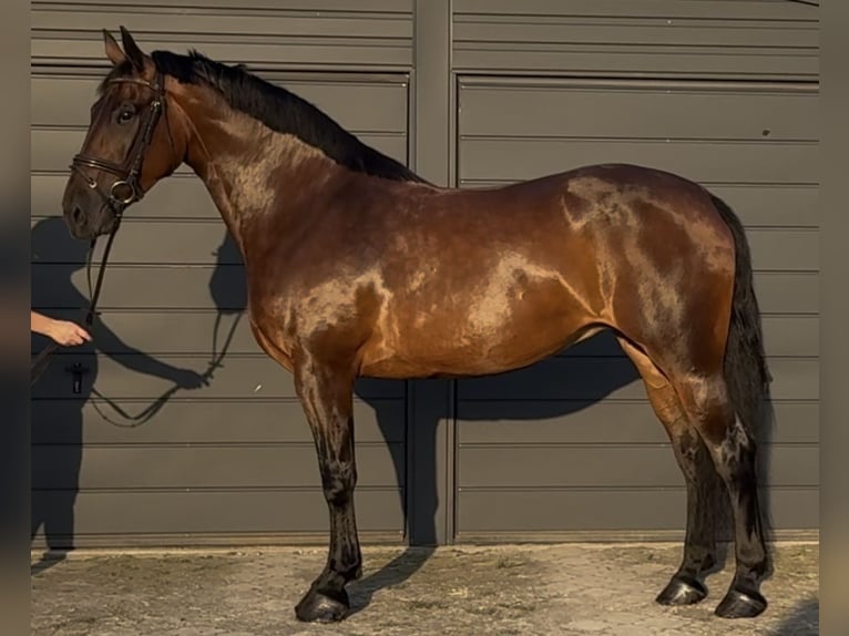 Schlesier Stute 10 Jahre 163 cm Brauner in L&#xF6;hnberg