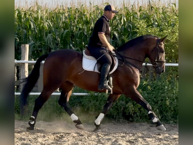 Schlesier Stute 10 Jahre 163 cm Brauner in L&#xF6;hnberg