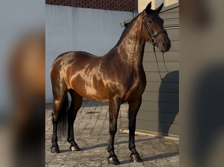 Schlesier Stute 10 Jahre 163 cm Brauner in L&#xF6;hnberg