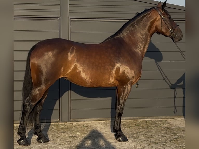 Schlesier Stute 10 Jahre 163 cm Brauner in L&#xF6;hnberg