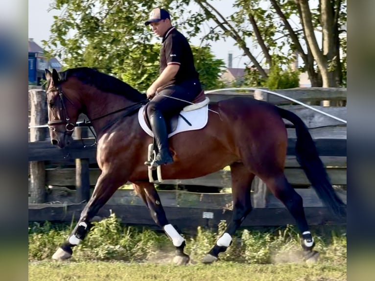 Schlesier Stute 10 Jahre 163 cm Brauner in L&#xF6;hnberg