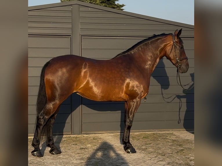 Schlesier Stute 11 Jahre 164 cm Brauner in Oberderdingen