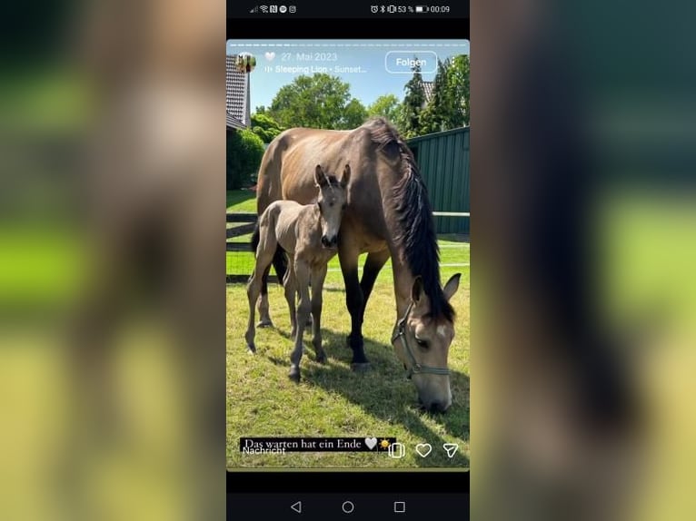 Schlesier Stute 11 Jahre 164 cm Buckskin in Nordkirchen