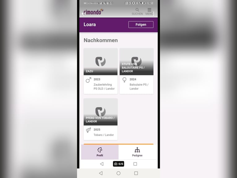 Schlesier Stute 11 Jahre 164 cm Buckskin in Nordkirchen