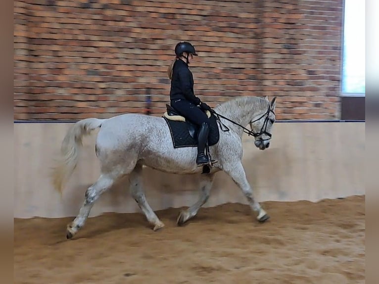 Schlesier Stute 11 Jahre 165 cm Schimmel in Forst