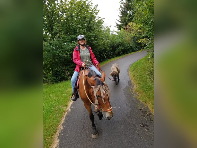 Schlesier Stute 17 Jahre 163 cm Brauner in Ostrach