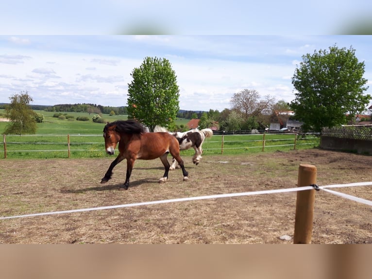 Schlesier Stute 17 Jahre 163 cm Brauner in Ostrach