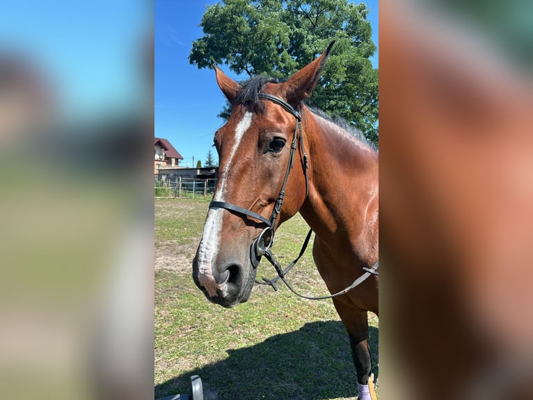 Schlesier Stute 17 Jahre 170 cm Rotbrauner in Bełchatów