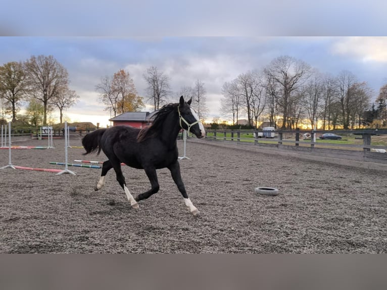 Schlesier Stute 1 Jahr 156 cm Rappe in Chojnów