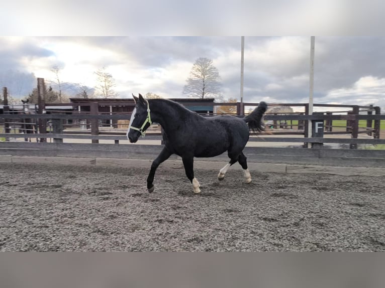 Schlesier Stute 1 Jahr 156 cm Rappe in Chojnów