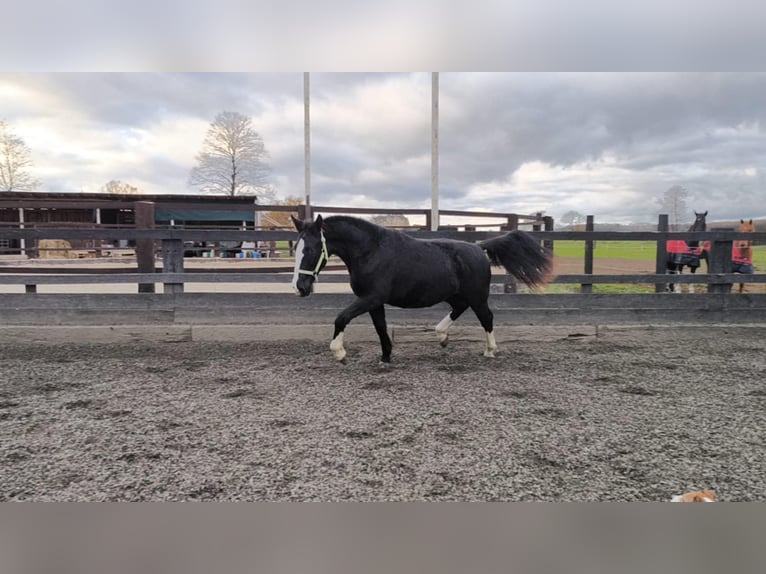 Schlesier Stute 1 Jahr 156 cm Rappe in Chojnów