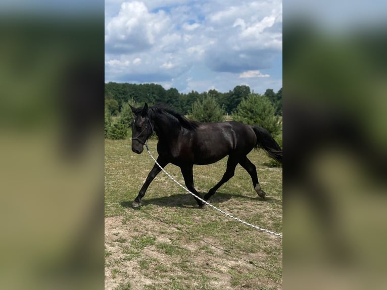 Schlesier Stute 1 Jahr 160 cm Rappe in Wodzierady