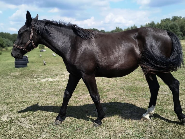Schlesier Stute 1 Jahr 160 cm Rappe in Wodzierady
