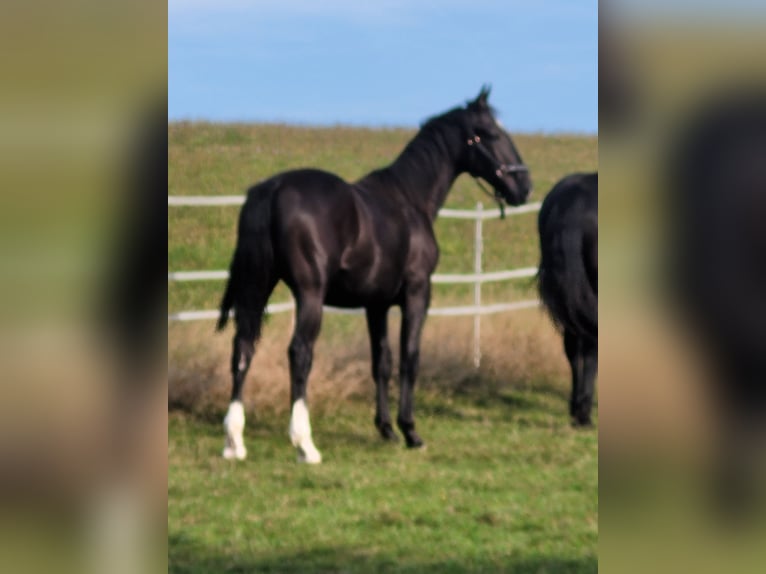 Schlesier Stute 1 Jahr 160 cm Rappe in Passau