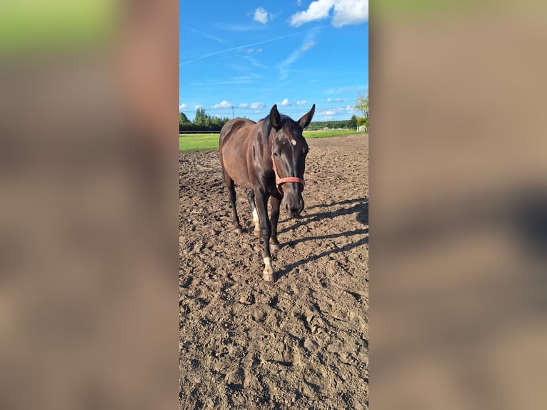 Schlesier Stute 1 Jahr 165 cm Rappe in Osiedle Poznańskie