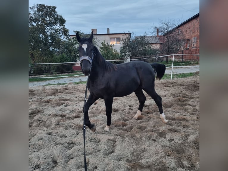 Schlesier Stute 2 Jahre 150 cm Rappe in Dalabuszki