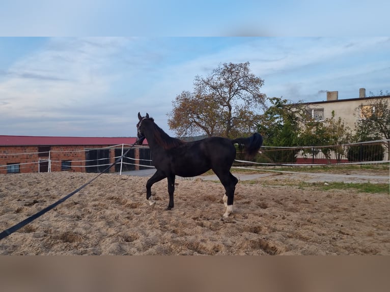 Schlesier Stute 2 Jahre 150 cm Rappe in Dalabuszki