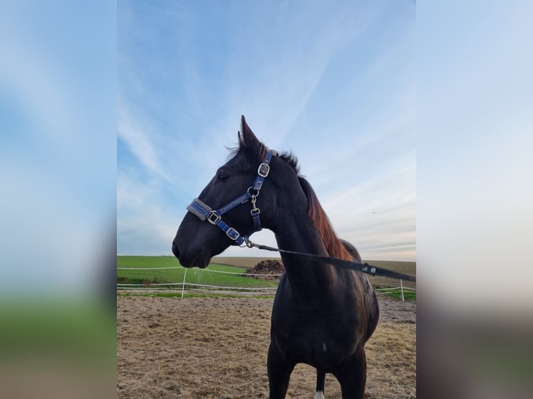 Schlesier Stute 2 Jahre 150 cm Rappe in Dalabuszki