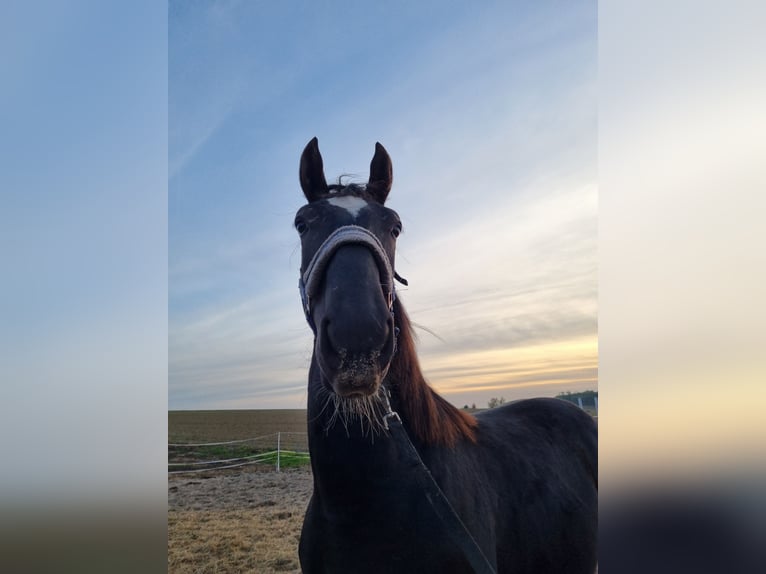 Schlesier Stute 2 Jahre 150 cm Rappe in Dalabuszki