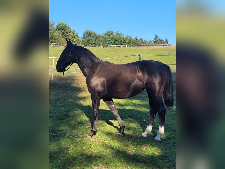 Schlesier Stute 2 Jahre 162 cm in Tiefenbach