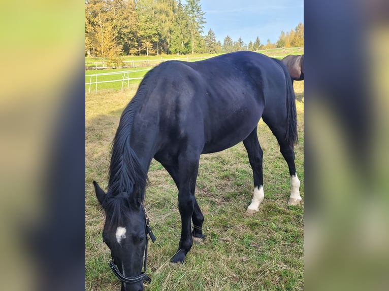 Schlesier Stute 2 Jahre 162 cm in Tiefenbach