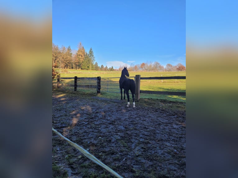 Schlesier Stute 2 Jahre 162 cm in Tiefenbach