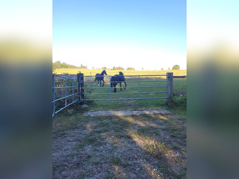 Schlesier Stute 2 Jahre 162 cm in Tiefenbach