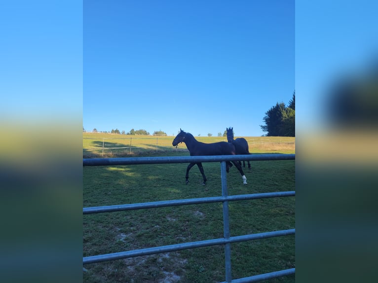 Schlesier Stute 2 Jahre 162 cm in Tiefenbach