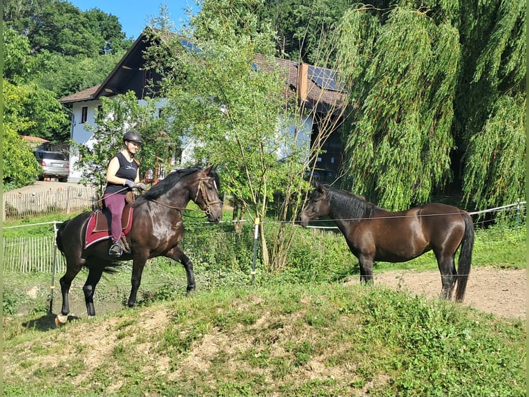 Schlesier Stute 3 Jahre 157 cm Rappe in Bayerbach