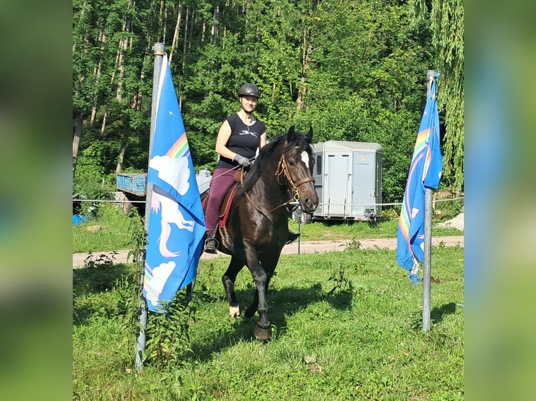 Schlesier Stute 3 Jahre 157 cm Rappe in Bayerbach