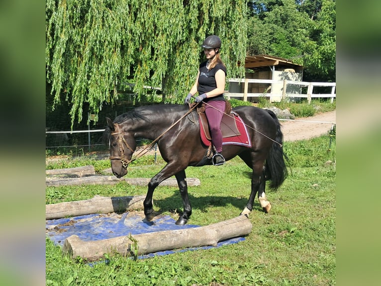 Schlesier Stute 3 Jahre 157 cm Rappe in Bayerbach